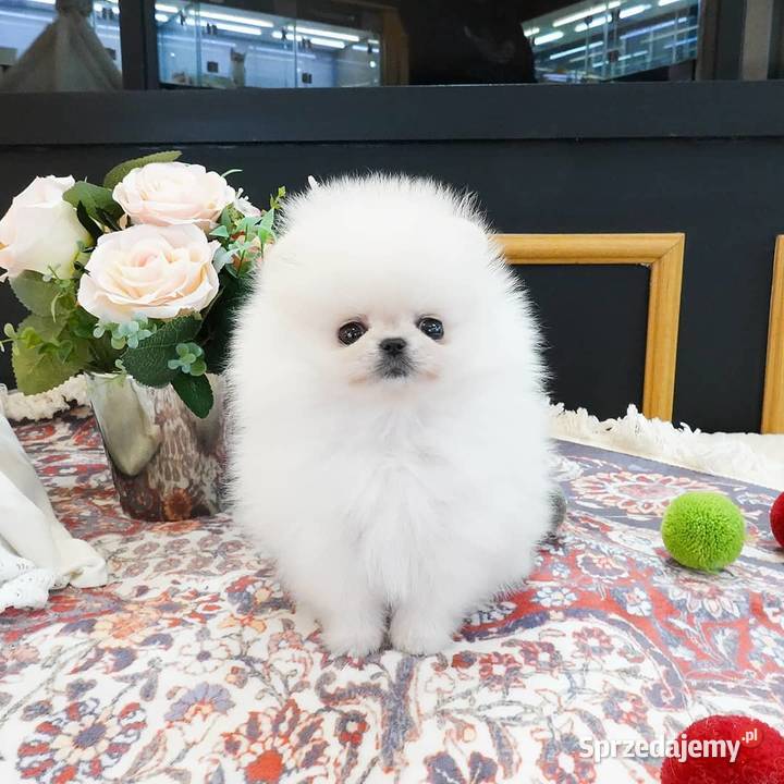 Szpic Pomeranian Szczenieta Osięciny