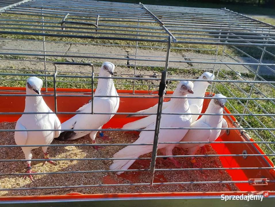 Gołębie Ozdobne różne gatunki Blachownia sprzedam