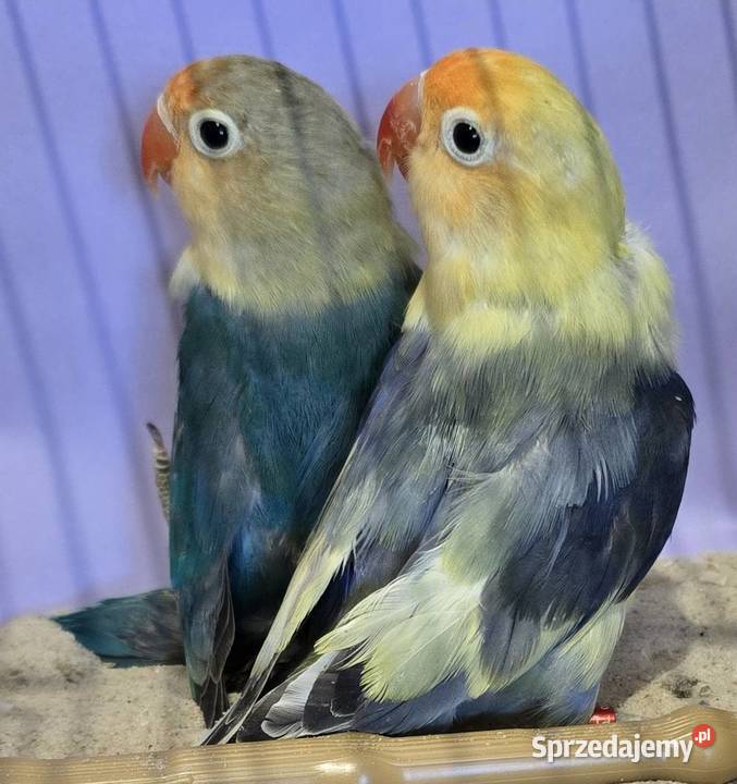 Nierozłączka Fischer młode łatwo się oswajają i