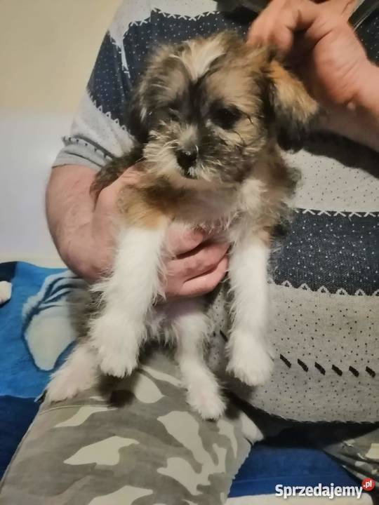 Śliczna Sunia Shih Tzu Słupsk sprzedam
