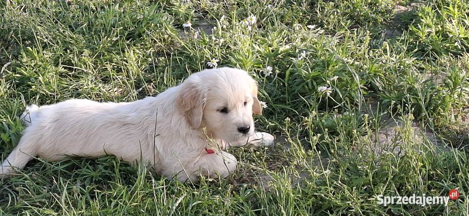 Sprzedam Golden Retriver Golden Retriever Zaniówka