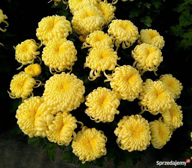 Chryzantemy szlachetne sterowane Zawichost