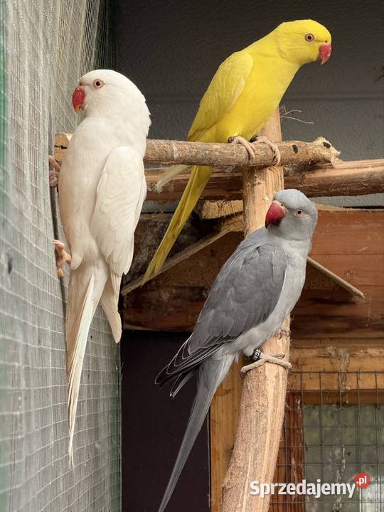Papugi Aleksandretty obrożne ring neck zielony Księginice Małe