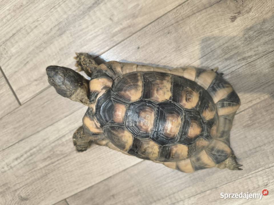 Żółw obrzeżony testudo marginata Wrocław sprzedam
