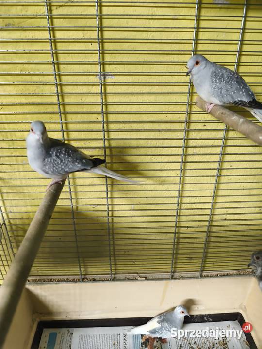 Gołąbki diamentowe Poznań