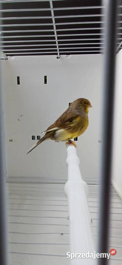 Kanarki gloster korona samce Ptaki Piotrowice sprzedam