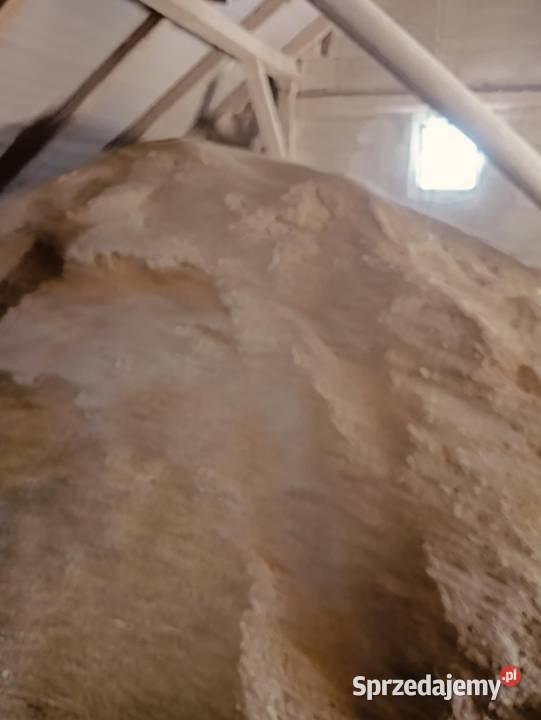 Sprzedam owies i żyto może być do palenia podlaskie