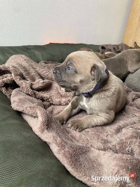 Szczeniaki Cane Corso Wiskitki