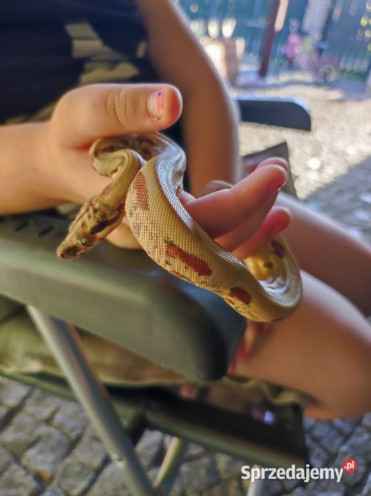 Sprzedam parę boa cesarski śląskie Myszków sprzedam