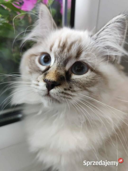 Kotki Neva masquerade FifeFPL Żyrardów