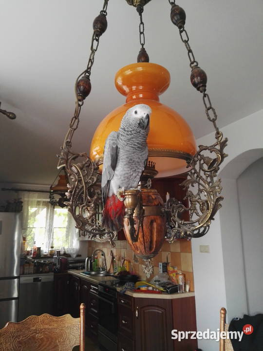 Sprzedam Żako kongijskie 3200 klatka LIMANOWA