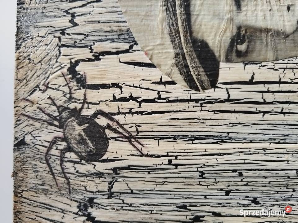 Obraz portret 24526 zachodniopomorskie Szczecin