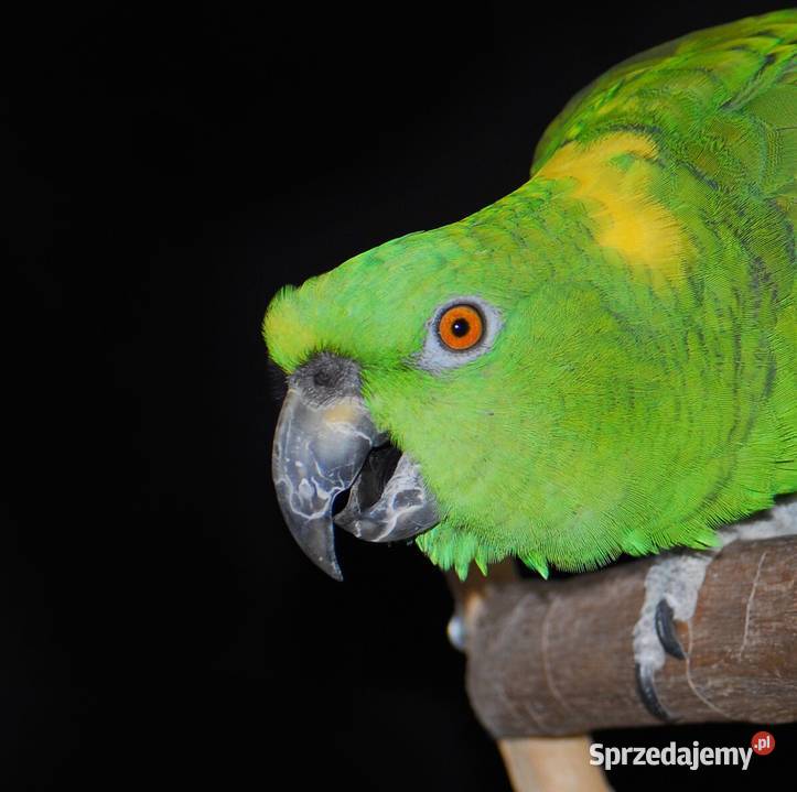 Amazonki żółtokarkie