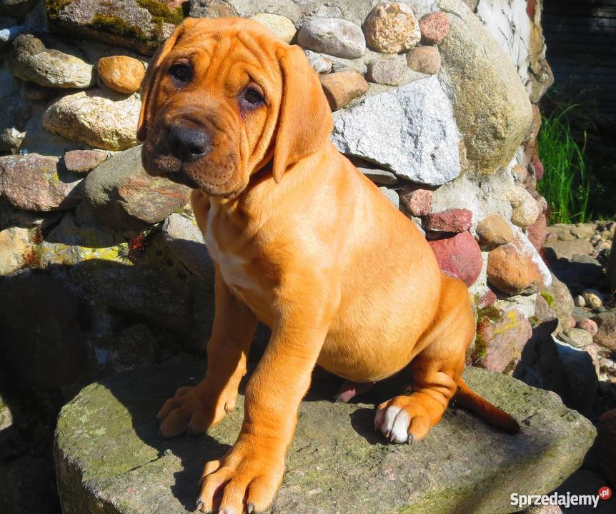 szczeniaki TOSA INU FCI Dolina Rosy Łuków