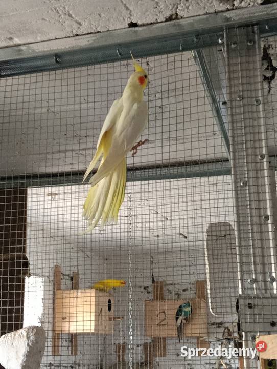 Nimfy 3 sztuki likwidacja promocja