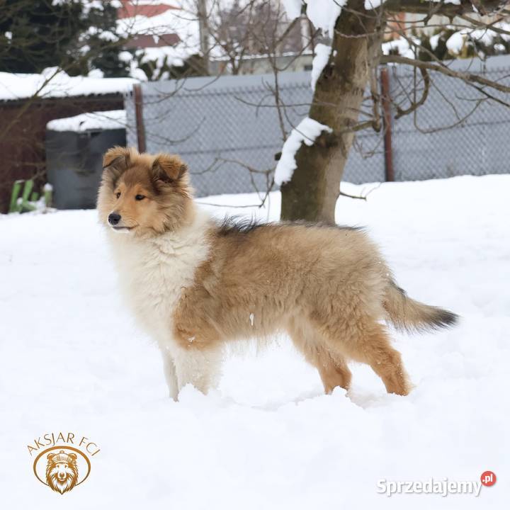 Owczarek szkocki długowłosy