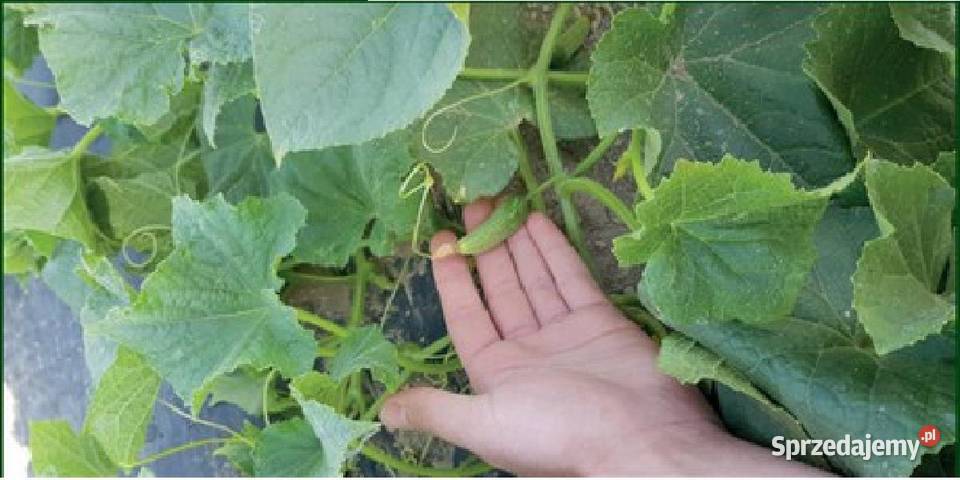 Folia Do Ściółkowania Biodegradowalna EKO Pozostałe Skwierzyna