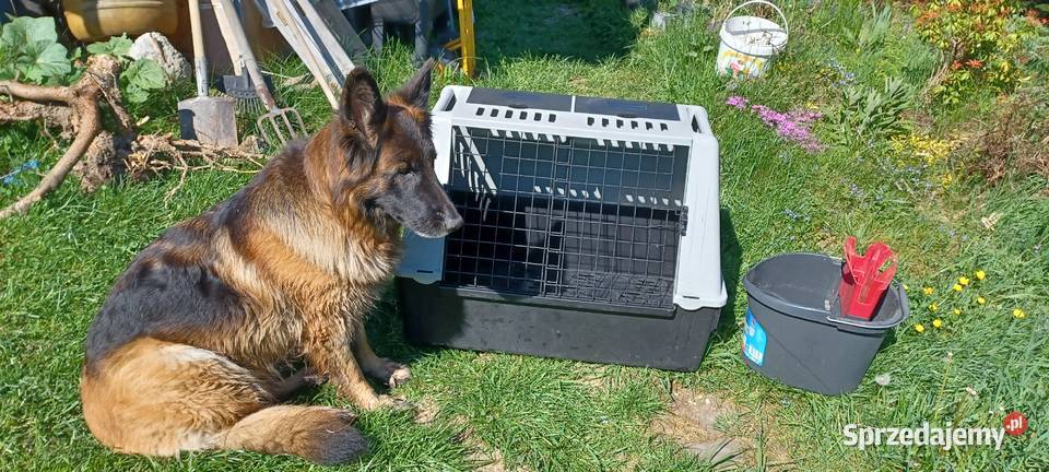 Transporter kontenerek box transportowy psa 80 x