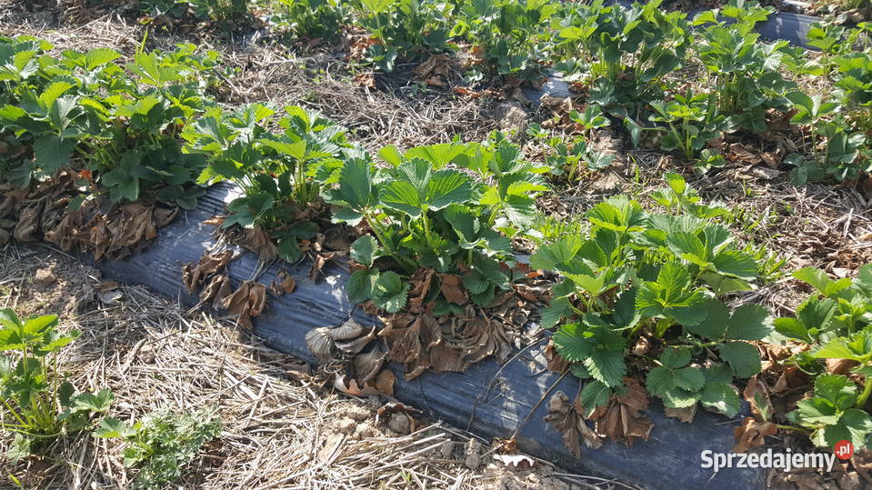 Maszyna do formowania zagonów jednorzędowa