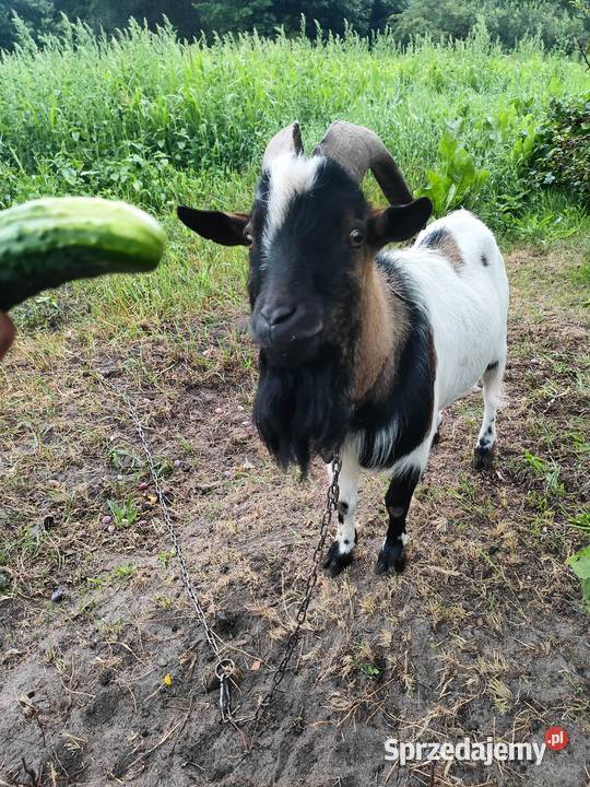 Koziołek cap miniatura wielkopolskie Folsztyn