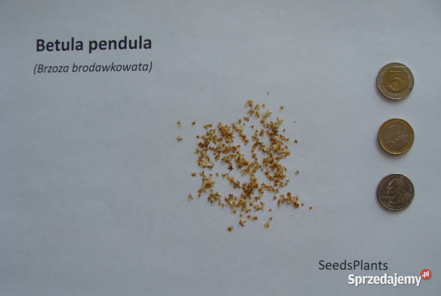 BRZOZA BRODAWKOWATA Betula pendula NASIONA 10000