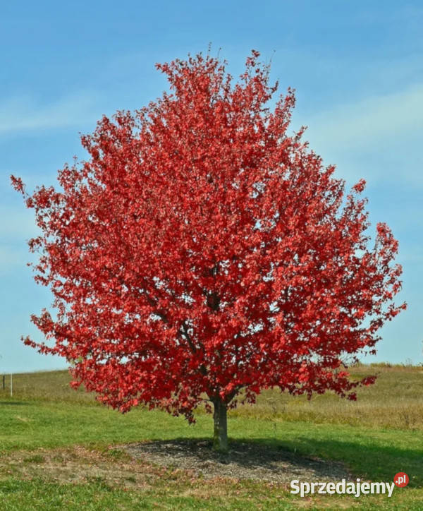 KLON CZERWONY Acer rubrum NASIONA 2000 sztuk kujawsko-pomorskie sprzedam
