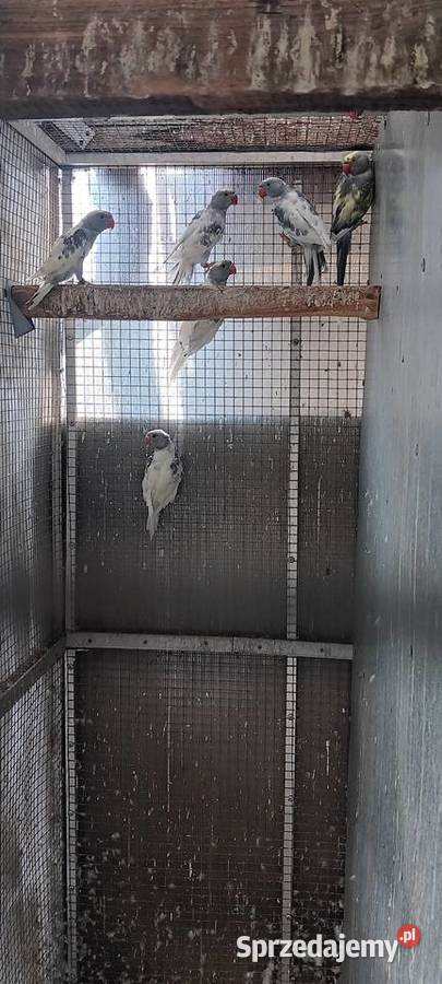 Aleksnadretty obrożne z 2025r rożne mutacje wielkopolskie