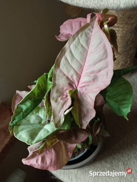 Piękne syngonium 10 Białystok