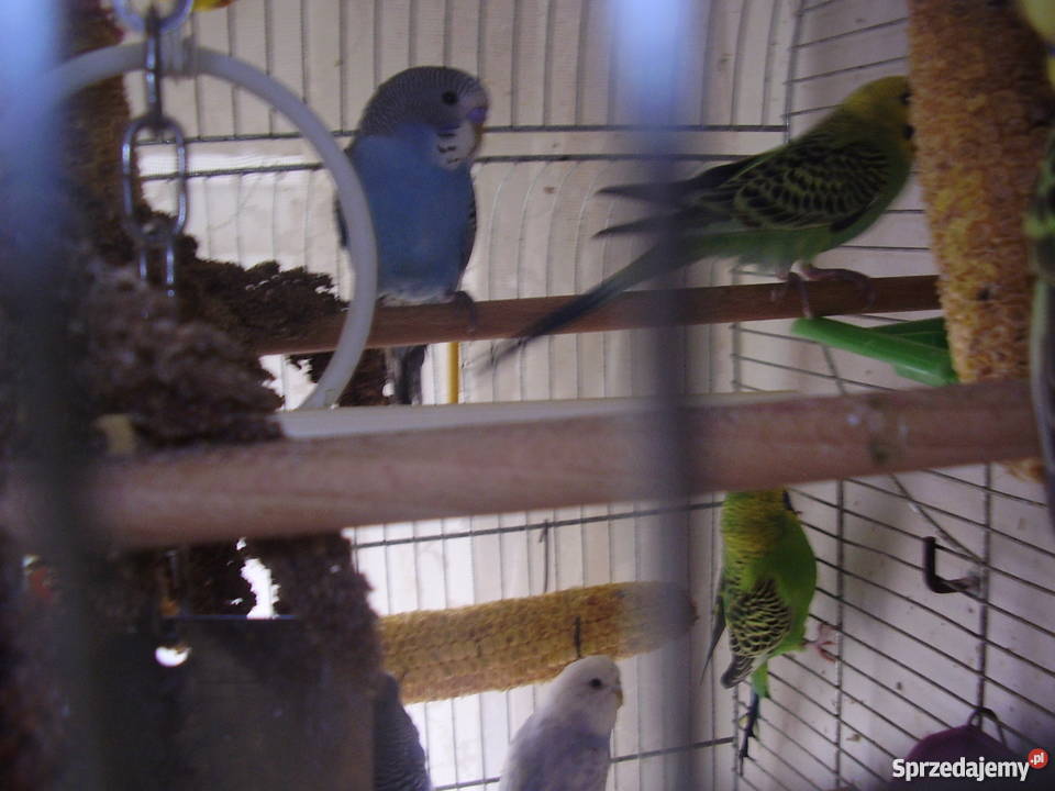 Papużki faliste młode dwumiesięczne sprzedam Ptaki Kraków