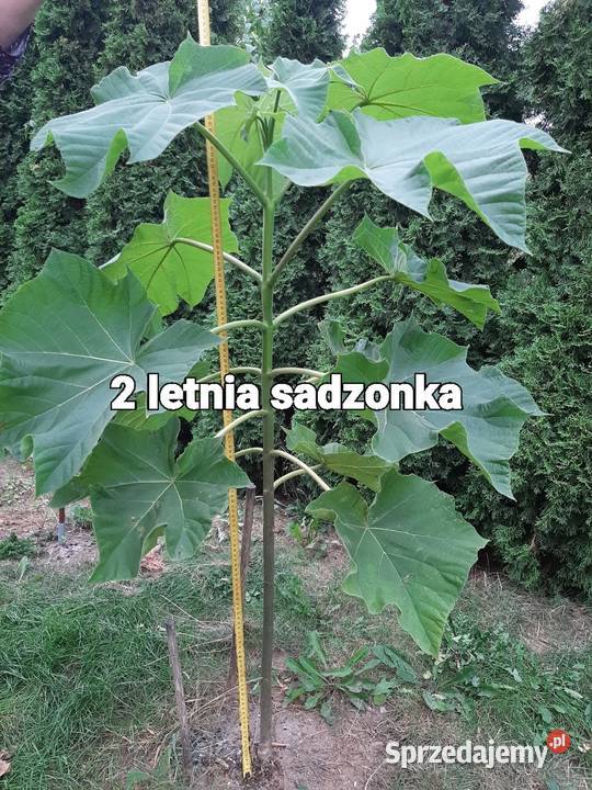 Drzewa tlenowe paulownia omszana oxygen tree Sochaczew