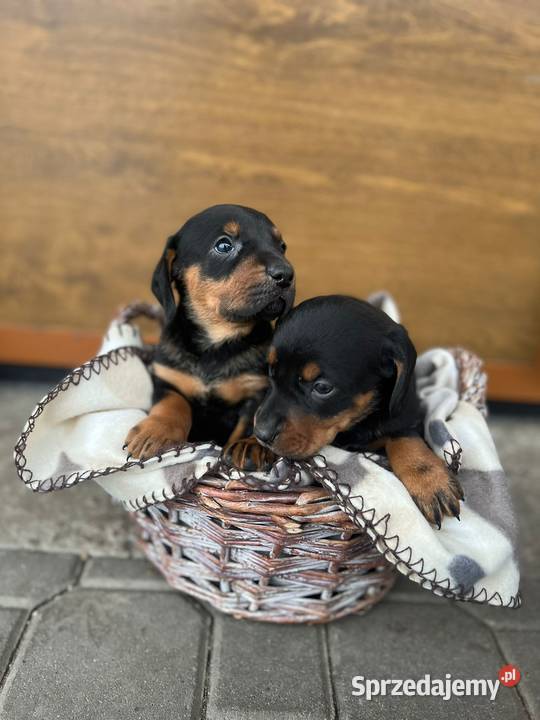 Szczeniaki gończy polski