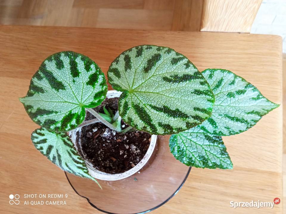 Begonia Silver Jewel begonia zebra Białystok