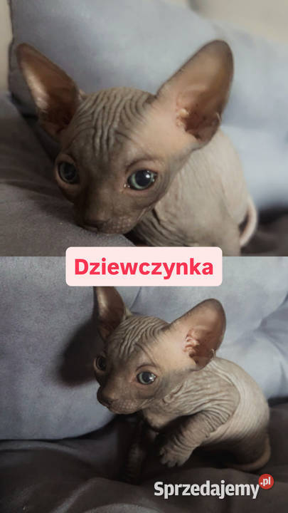 Sfinks kotki chłopcy i dziewczynki