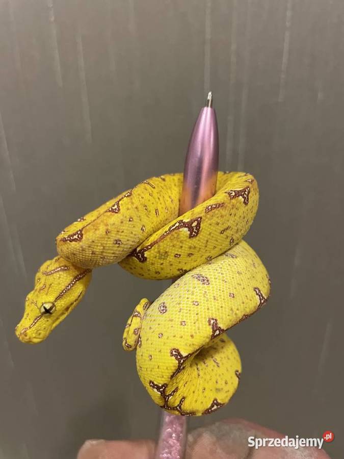 Morelia viridis pyton zielony śląskie Częstochowa sprzedam