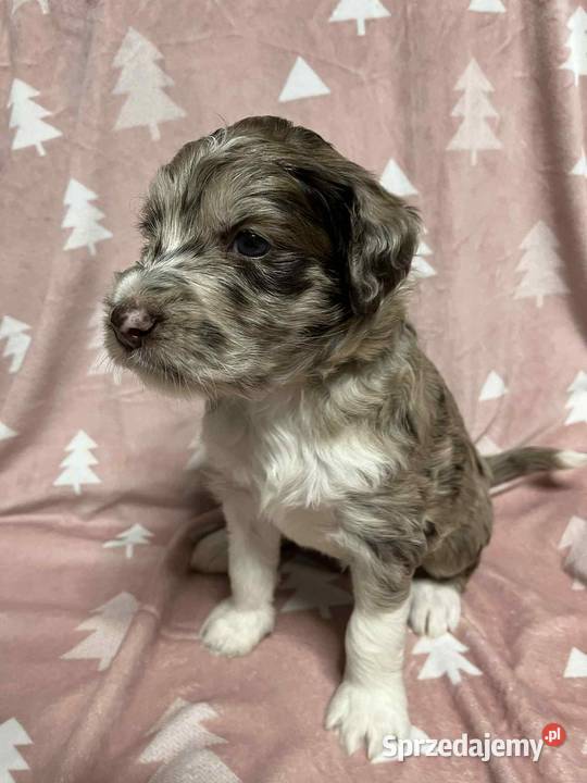 Owczarek Pudel Aussiedoodle Red Merle wielkopolskie Czarnków sprzedam