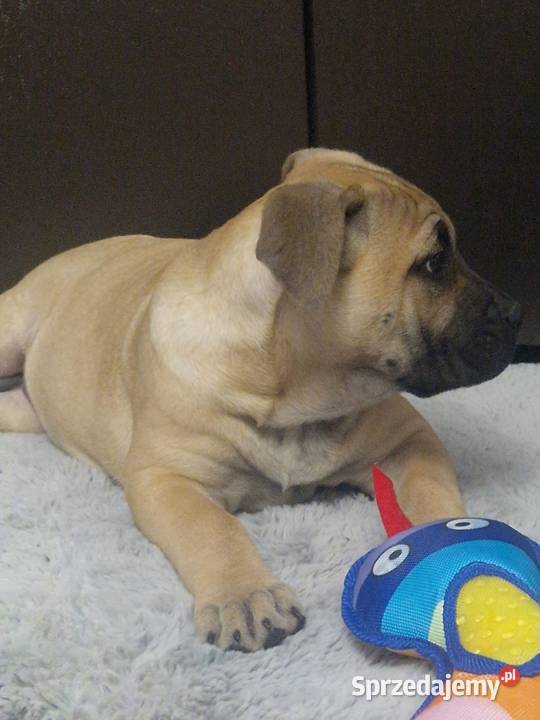 SPRZEDAM SZCZENIAKI CANE CORSO Lubartów