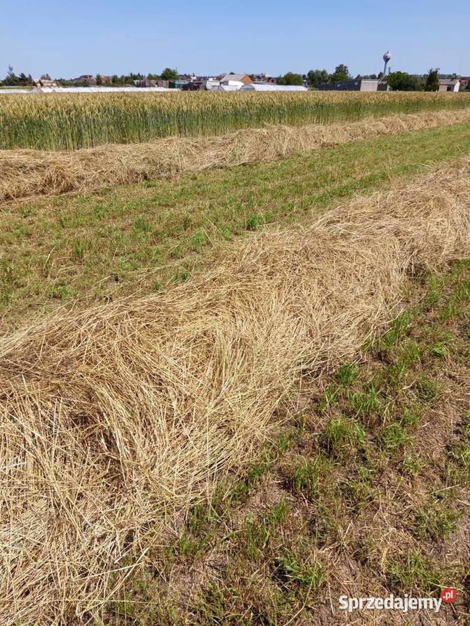 Świeże suche siano pierwszy pokos 2025 Słupca
