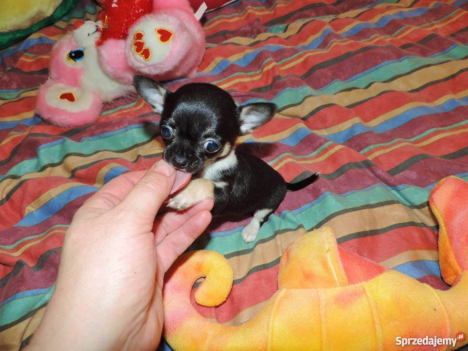 Chihuahua Exclusiv XXS piękne słodziaki Kołobrzeg