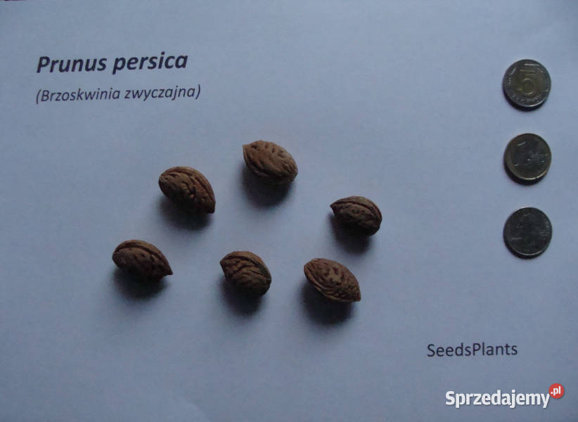 BRZOSKWINIA ZWYCZAJNA Prunus persica NASIONA 250 Nasiona Ogród