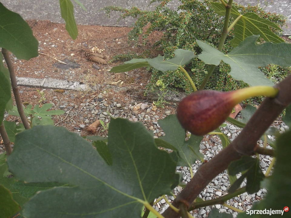 Figowiec północny Peretta MROZOODPORNY figa Zator