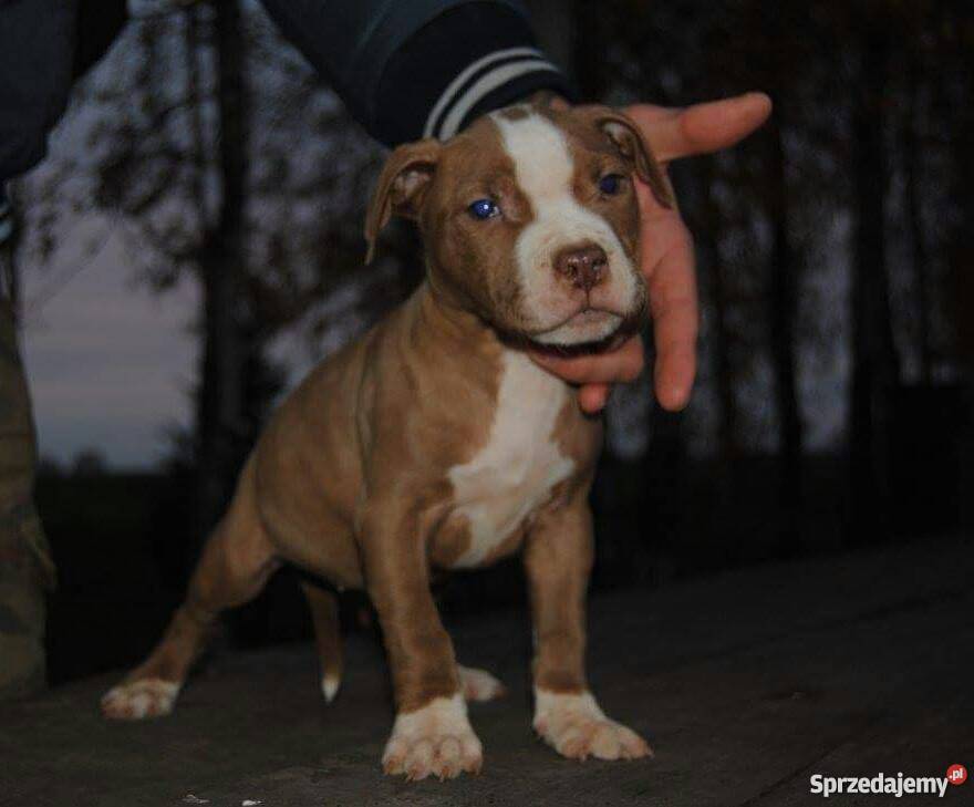 Pit bull Psy