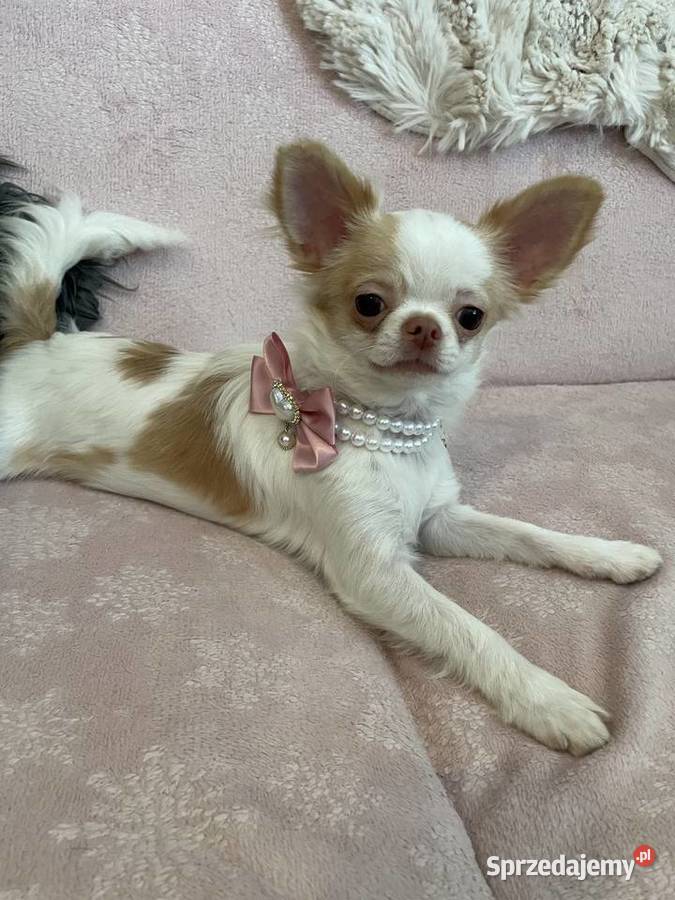 MALUTKA SUNIA Chihuahua długowłosa Trzebnica sprzedam