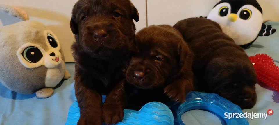 Labrador Retriever ZkwpFCI czekoladowe Dąbrowa Tarnowska