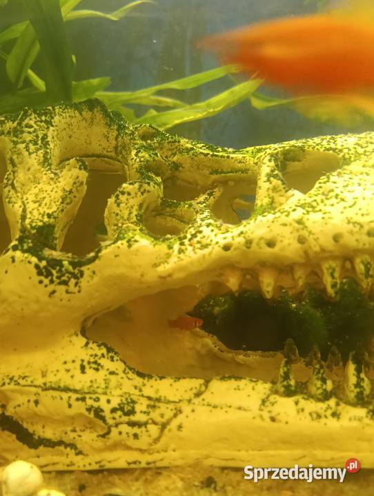Mieczyki rybki akwariowe lubelskie Radawiec Duży
