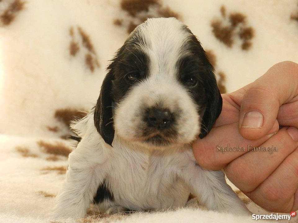 Cocker Spaniel Angielski Szczenięta z rodowodem Nowy Sącz