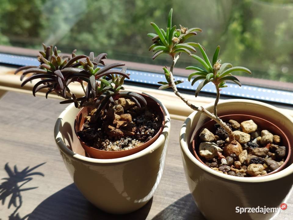 Delosperma bosseranum 10 lat sukulent kolekcja