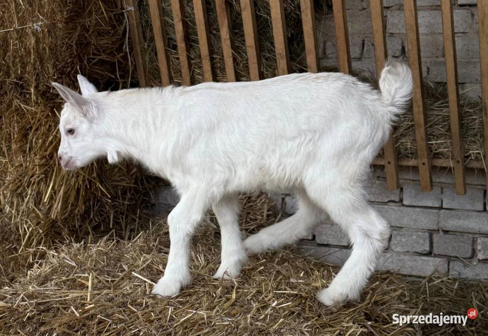 Koziołki Mszczonów