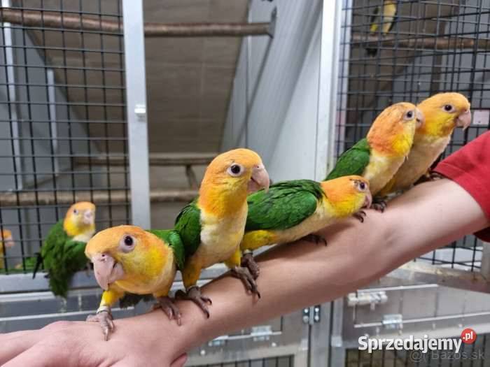 barwinki sprzedam śląskie Dąbrowa Górnicza