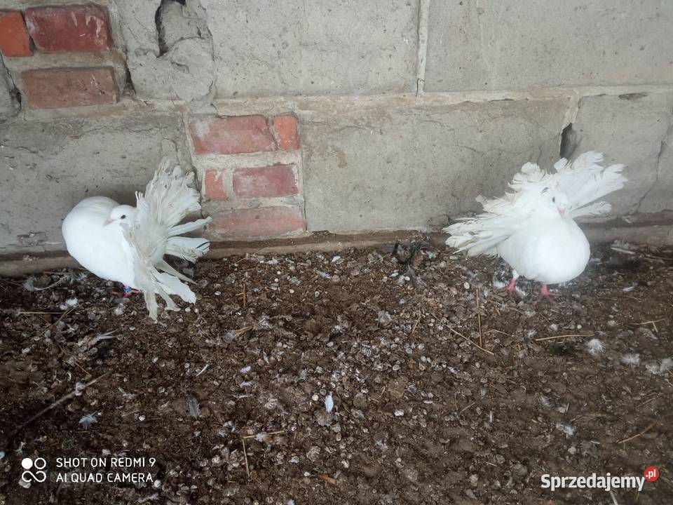 Pawiki gołębie białe siwe czarne boki siwe boki Zamość