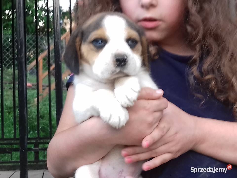 Piesek rasy Beagle z rodowodem Gnojnik sprzedam